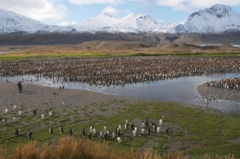 2012-04-08_14-41-26.jpg - King Penguin, Fortuna Bay, South Georgia