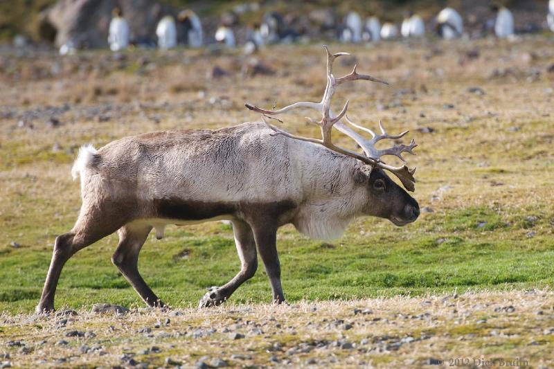 2012-04-08_14-44-32.jpg - Reindeer, Fortuna Bay, South Georgia