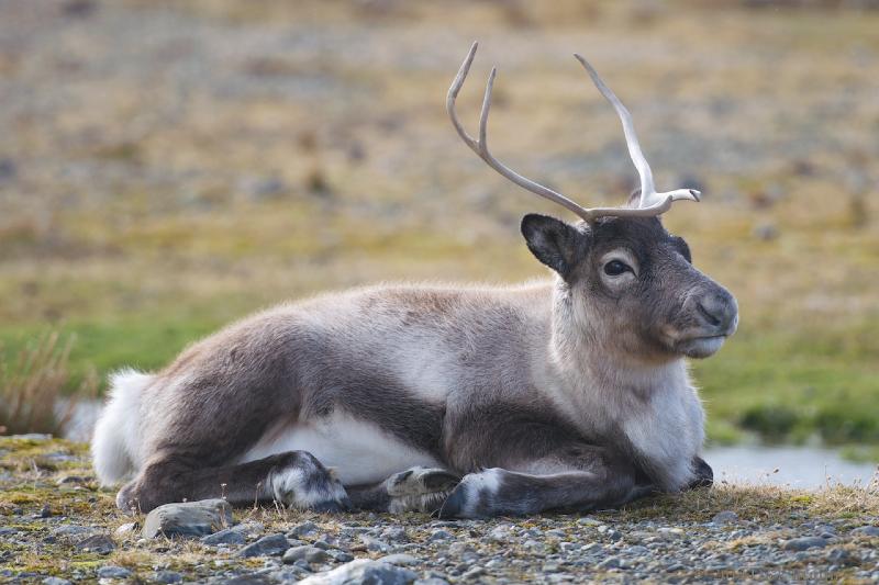 2012-04-08_14-47-06.jpg - Reindeer, Fortuna Bay, South Georgia