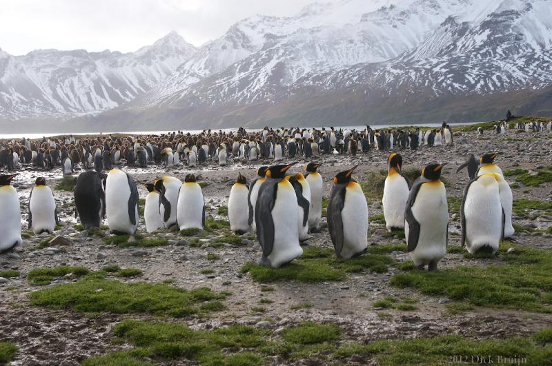 2012-04-08_14-53-17.jpg - King Penguin, Fortuna Bay, South Georgia