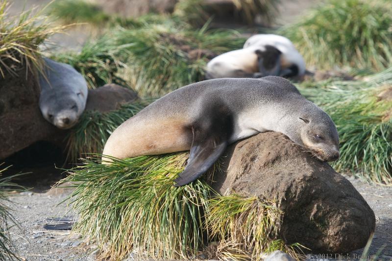 2012-04-08_14-57-11.jpg - Antarctic Fur Seal, Fortuna Bay, South Georgia