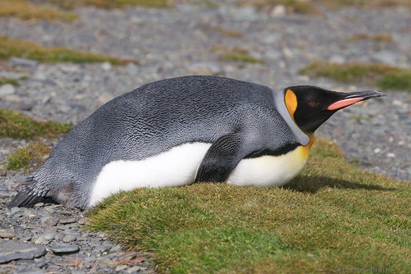 2012-04-08_15-00-25.jpg - King Penguin, Fortuna Bay, South Georgia