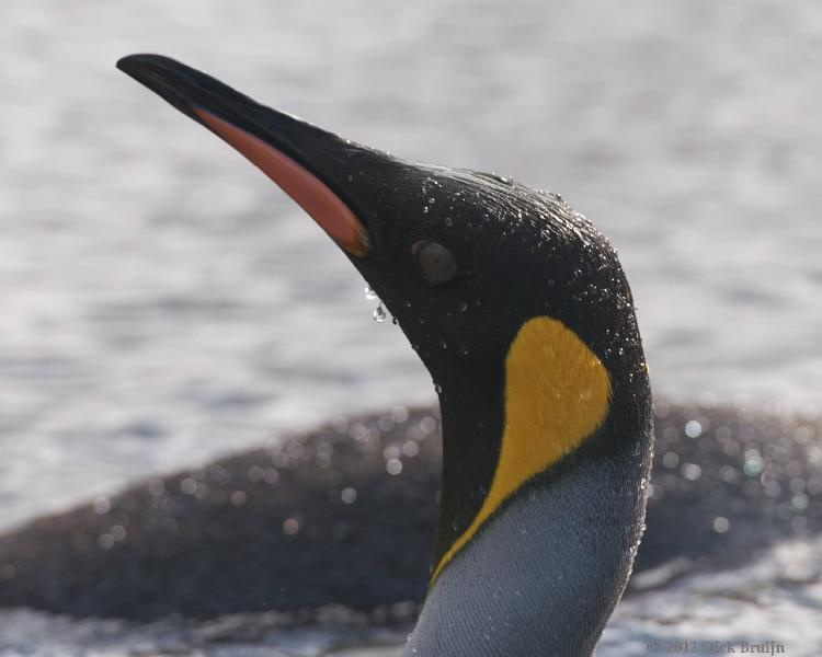 2012-04-08_15-01-57.jpg - King Penguin, Fortuna Bay, South Georgia