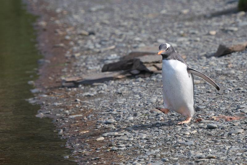 2012-04-08_15-02-41.jpg - Gentoo Penguin, Fortuna Bay, South Georgia