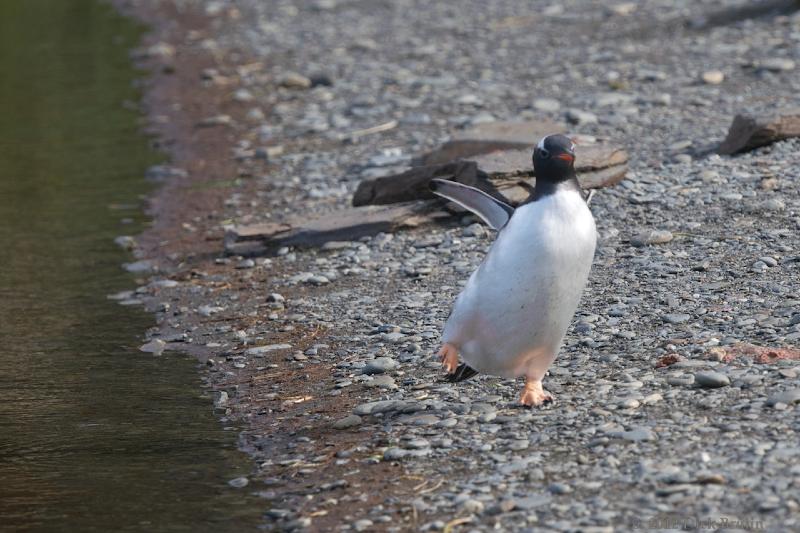 2012-04-08_15-02-42.jpg - Gentoo Penguin, Fortuna Bay, South Georgia