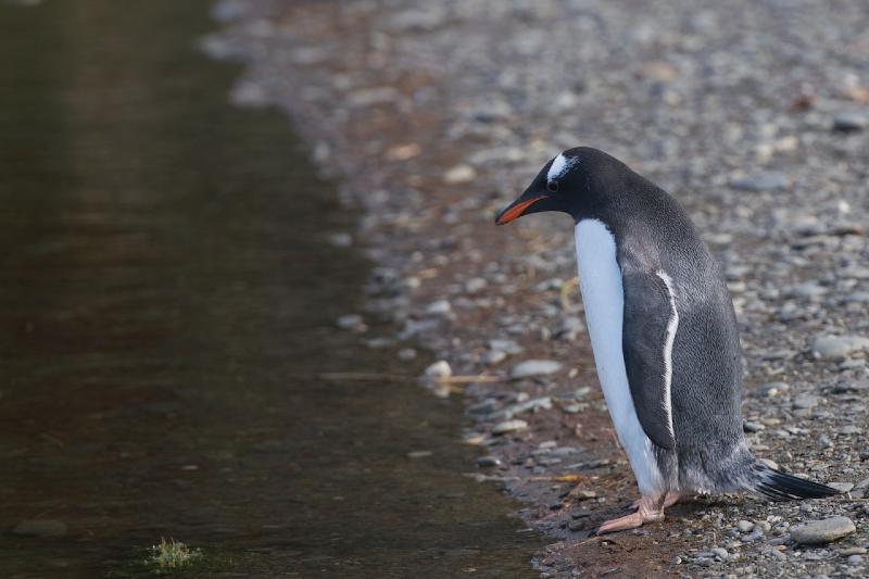 2012-04-08_15-02-47.jpg - Gentoo Penguin, Fortuna Bay, South Georgia