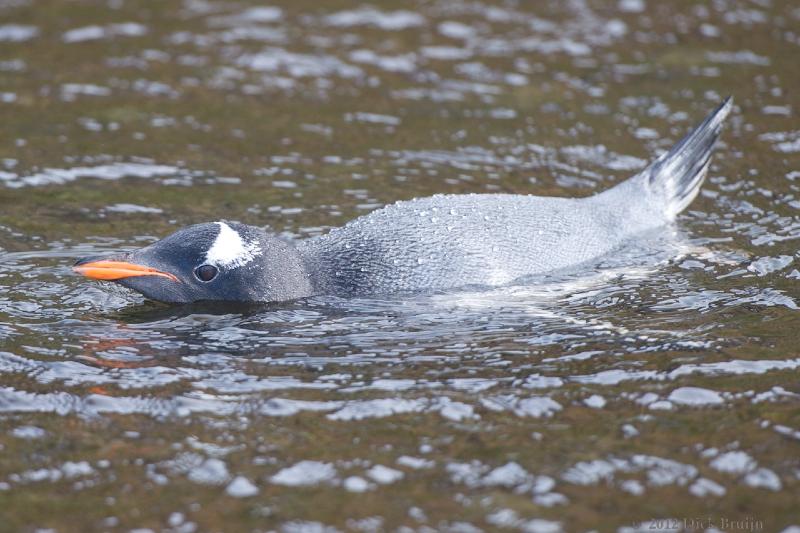 2012-04-08_15-03-27.jpg - Gentoo Penguin, Fortuna Bay, South Georgia