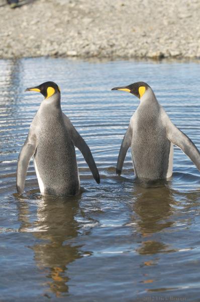 2012-04-08_15-04-17.jpg - King Penguin, Fortuna Bay, South Georgia