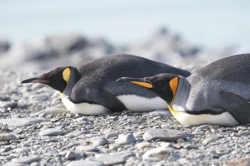 2012-04-08_15-05-01.jpg - King Penguin, Fortuna Bay, South Georgia