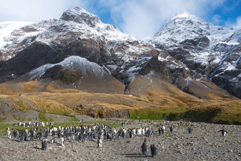 2012-04-08_15-05-06.jpg - King Penguin, Fortuna Bay, South Georgia 