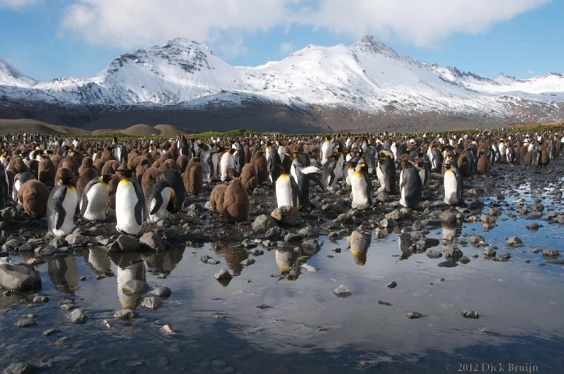 2012-04-08_15-06-19.jpg - King Penguin, Fortuna Bay, South Georgia