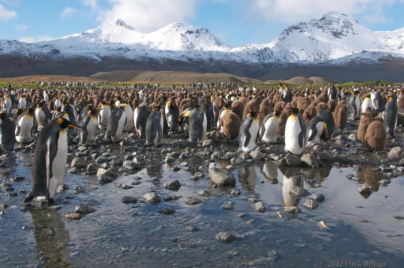 2012-04-08_15-06-26.jpg - King Penguin, Fortuna Bay, South Georgia