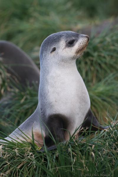 2012-04-08_15-07-32.jpg - Antarctic Fur Seal, Fortuna Bay, South Georgia