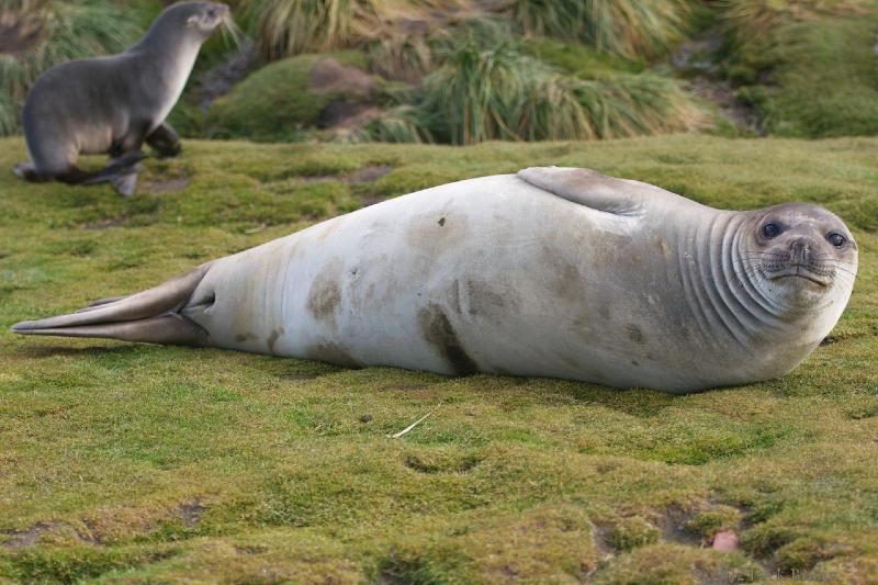 2012-04-08_15-10-50.jpg - Elephant Seal, Fortuna Bay, South Georgia