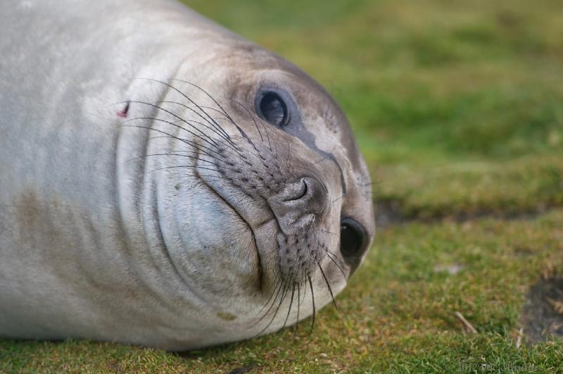 2012-04-08_15-11-14.jpg - Elephant Seal, Fortuna Bay, South Georgia