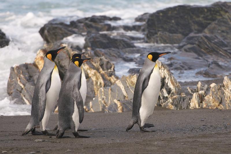 2012-04-08_15-15-51.jpg - King Penguin, Fortuna Bay, South Georgia