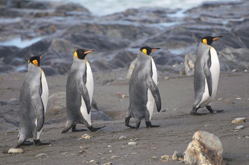 2012-04-08_15-16-10.jpg - King Penguin, Fortuna Bay, South Georgia