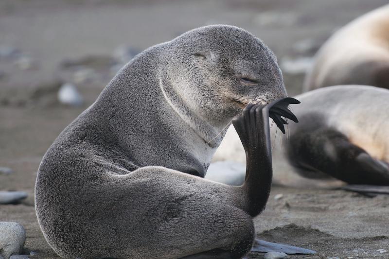 2012-04-08_15-16-22.jpg - Antarctic Fur Seal, Fortuna Bay, South Georgia