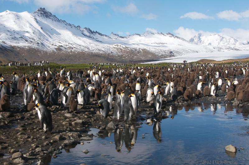 2012-04-08_15-17-27.jpg - King Penguin, Fortuna Bay, South Georgia