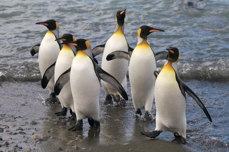 2012-04-08_15-18-22.jpg - King Penguin, Fortuna Bay, South Georgia