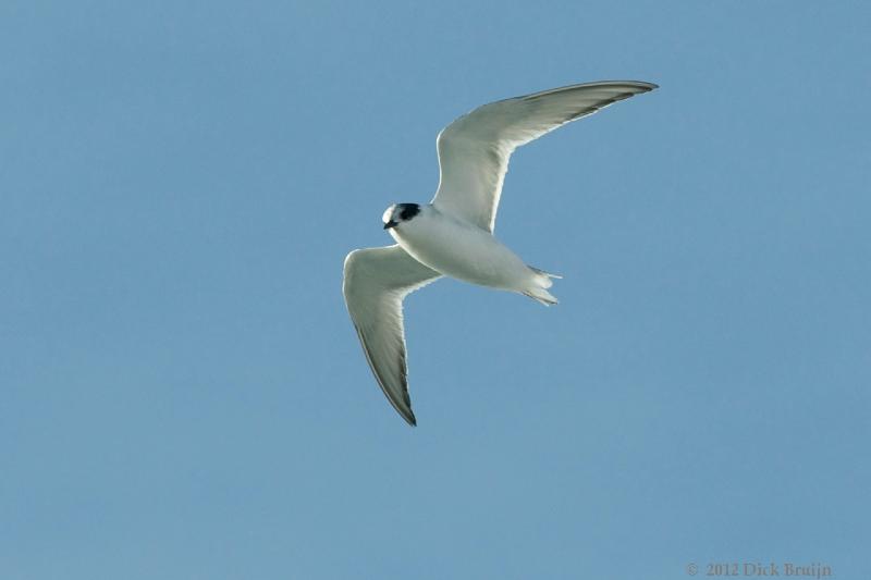 2012-04-08_17-00-03.jpg - Antarctic Tern, Cumberland Bay, South Georgia