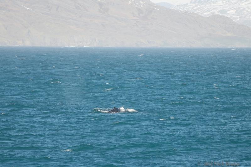 2012-04-08_17-52-33.jpg - ? Whale, Cumberland Bay, South Georgia