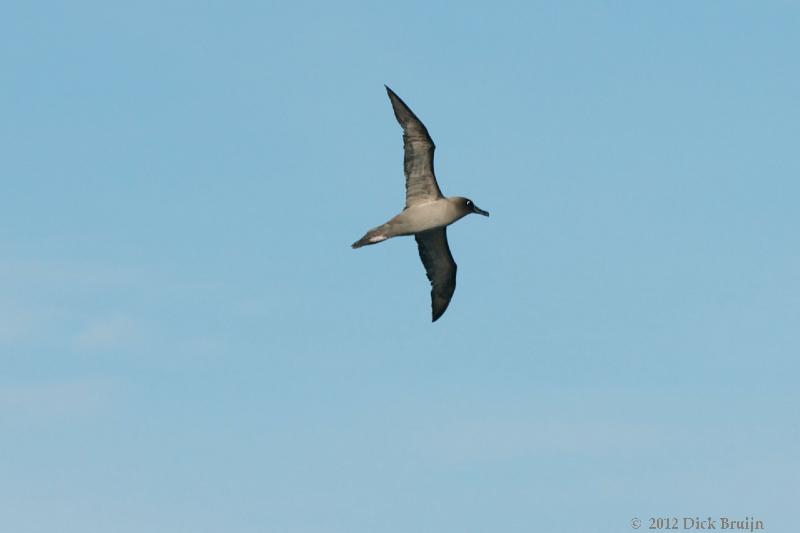 2012-04-08_17-58-58.jpg - Light-mantled Sooty Albatross, Cumberland Bay, South Georgia