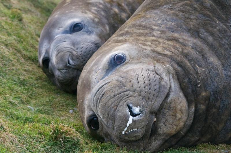 2012-04-08_19-43-16.jpg - Elephant Seal, Grytviken South Georgia