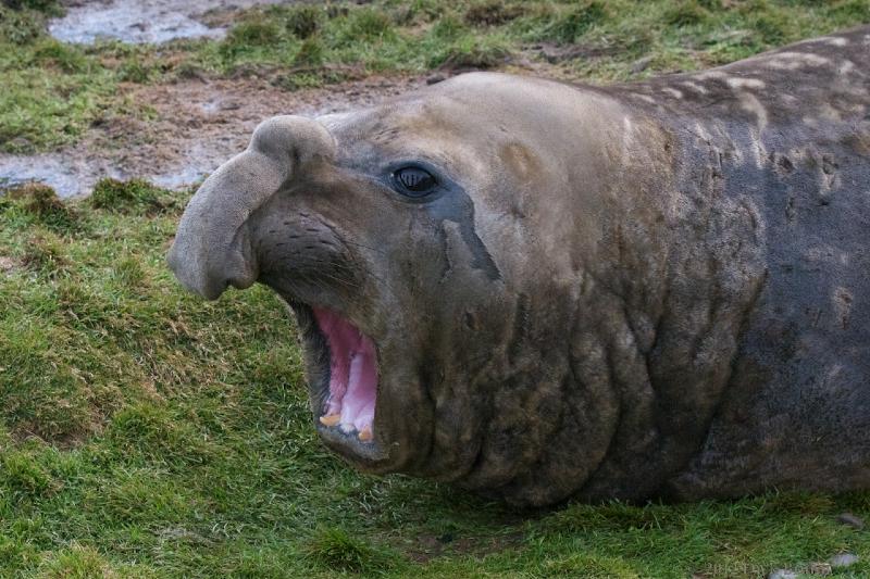 2012-04-08_19-44-43.jpg - Elephant Seal, Grytviken South Georgia