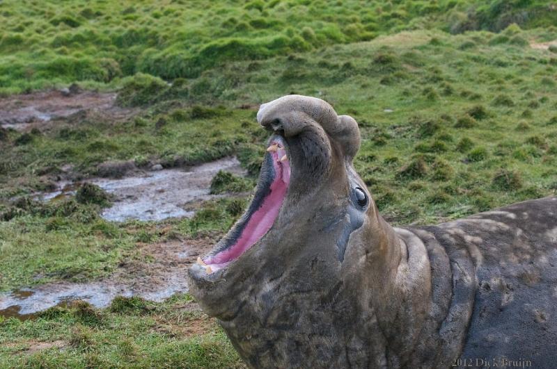 2012-04-08_19-44-45.jpg - Elephant Seal, Grytviken South Georgia