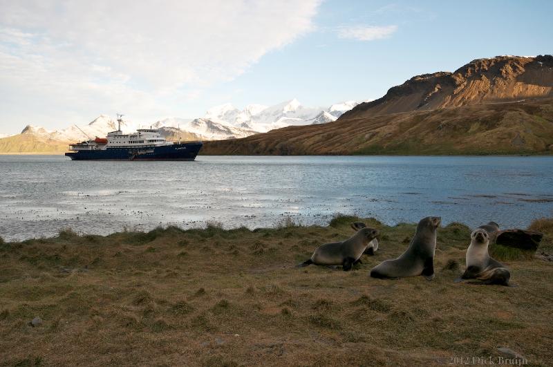 2012-04-08_20-56-18.jpg - Plancius, Antarctic Fur Seal, Grytviken, South Georgia