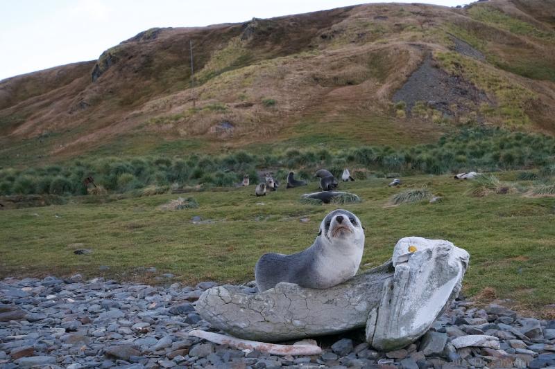 2012-04-08_21-37-47.jpg - Antarctic Fur Seal, Grytviken, South Georgia