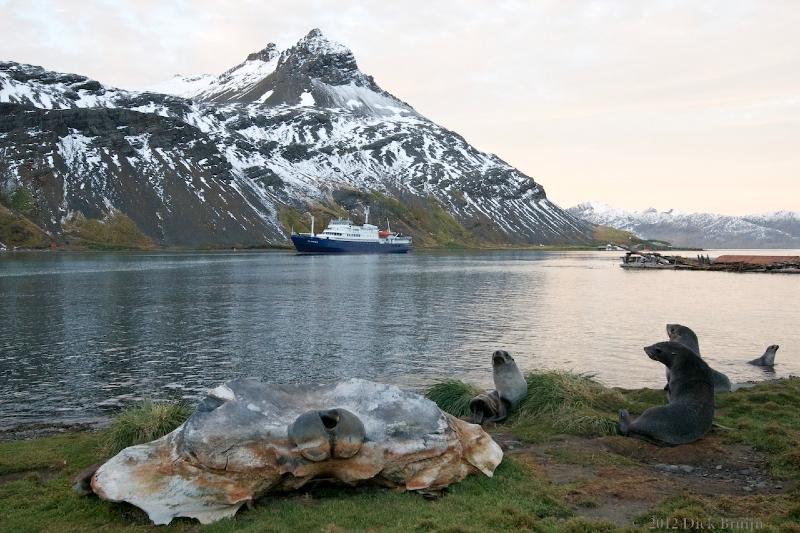 2012-04-08_21-45-13.jpg - Antarctic Fur Seal, Grytviken, South Georgia