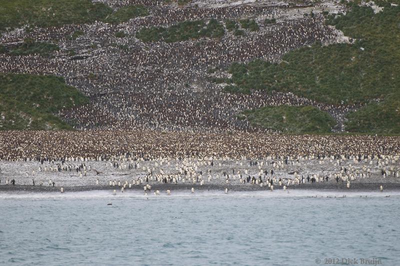 2012-04-09_11-09-16.jpg - King Penguins, Salisbury Plain, South Georgia