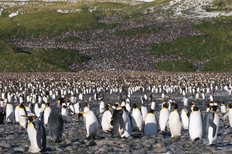 2012-04-09_12-17-48.jpg - King Penguin, Salisbury Plain, South Georgia