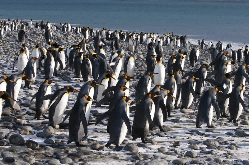 2012-04-09_12-24-10.jpg - King Penguin, Salisbury Plain, South Georgia