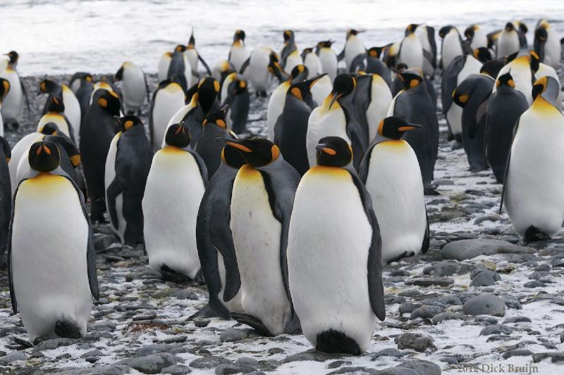 2012-04-09_12-31-00.jpg - King Penguin, Salisbury Plain, South Georgia