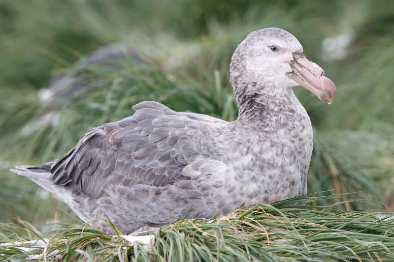 2012-04-09_12-32-28.jpg - Southern Giant Petrel, Salisbury Plain, South Georgia