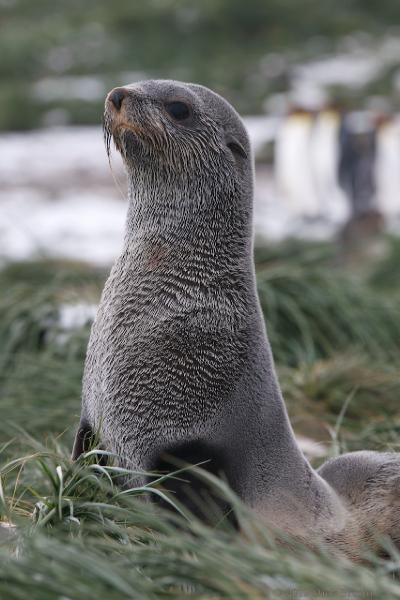 2012-04-09_12-33-01.jpg - Antarctic Fur Seal, Salisbury Plain, South Georgia