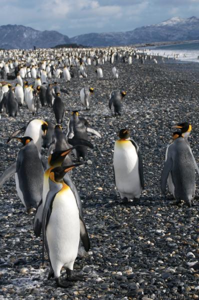 2012-04-09_12-48-10.jpg - King Penguin, Salisbury Plain, South Georgia