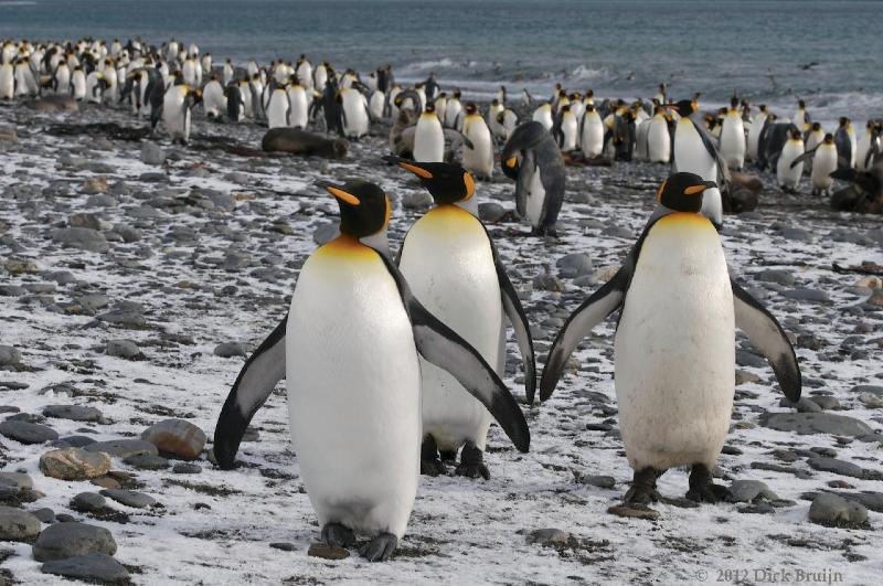 2012-04-09_12-49-53.jpg - King Penguin, Salisbury Plain, South Georgia