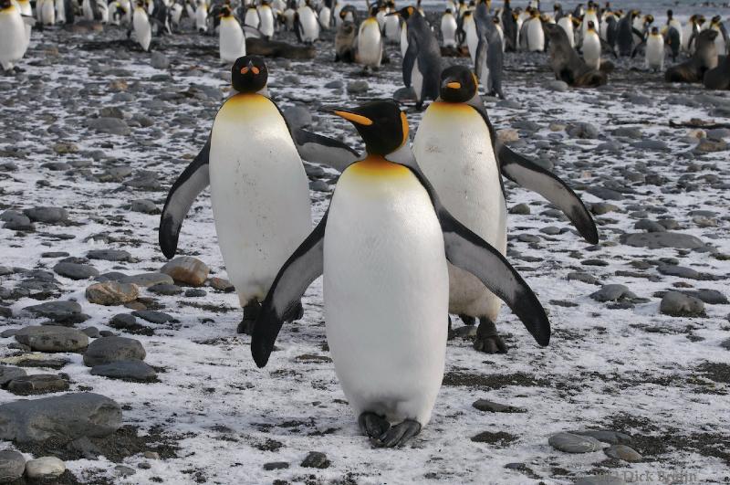 2012-04-09_12-50-00.jpg - King Penguin, Salisbury Plain, South Georgia