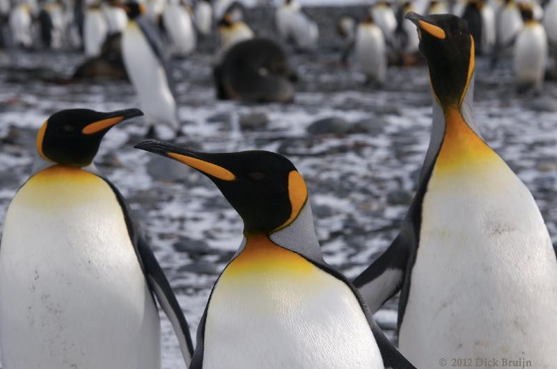 2012-04-09_12-50-09.jpg - King Penguin, Salisbury Plain, South Georgia