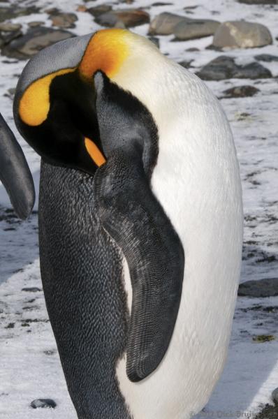 2012-04-09_12-52-24.jpg - King Penguin, Salisbury Plain, South Georgia