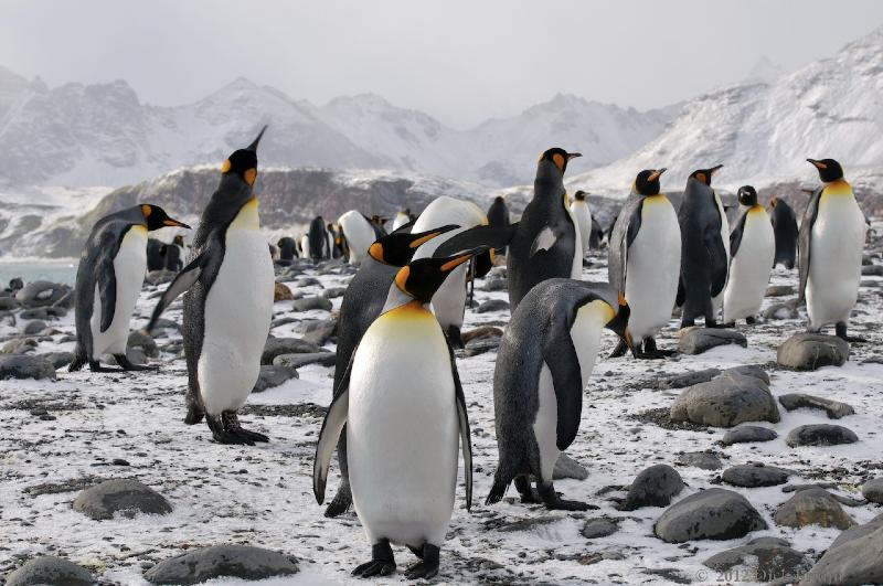 2012-04-09_12-55-31.jpg - King Penguin, Salisbury Plain, South Georgia