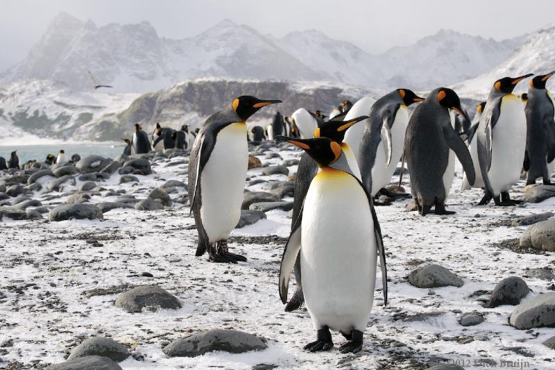 2012-04-09_12-55-36.jpg - King Penguin, Salisbury Plain, South Georgia