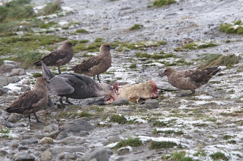 2012-04-09_13-03-43.jpg - Southern Giant Petrel, South Polar Skua, Salisbury Plain, South Georgia