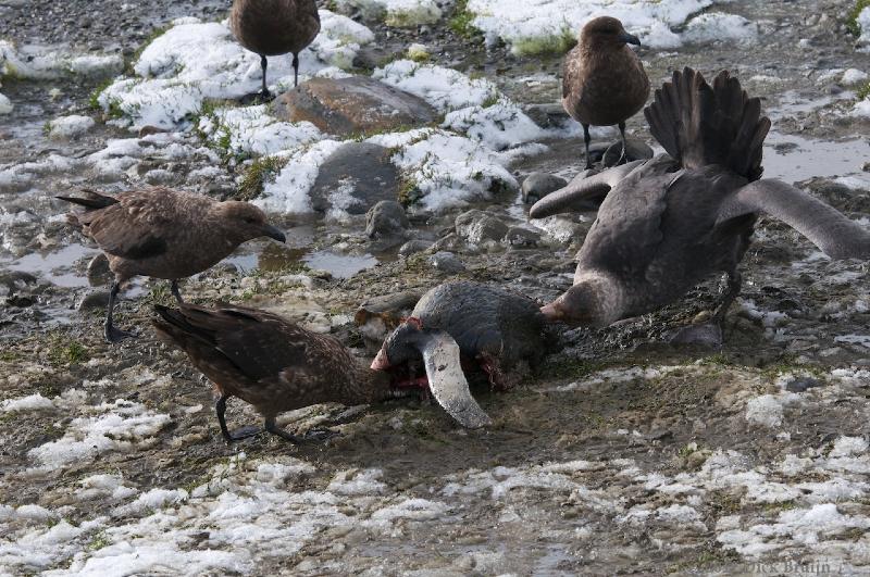 2012-04-09_13-06-39.jpg - Southern Giant Petrel, South Polar Skua, Salisbury Plain, South Georgia