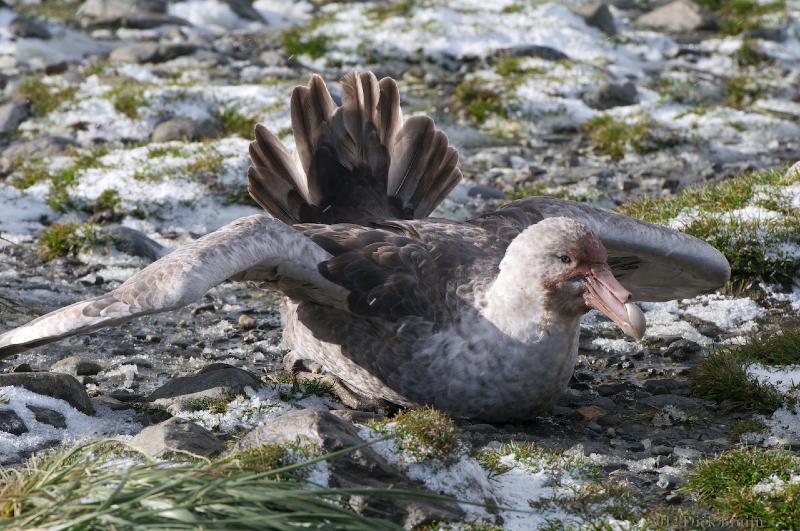 2012-04-09_13-07-57.jpg - Southern Giant Petrel, Salisbury Plain, South Georgia