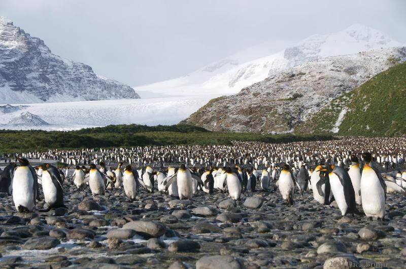 2012-04-09_13-14-29.jpg - King Penguin, Salisbury Plain, South Georgia